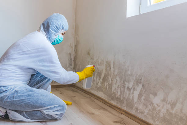 Professional mold removal team in New Windsor