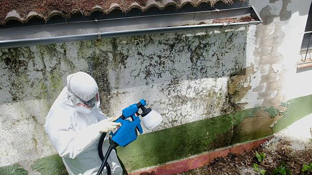 Mold Removal service in New Windsor